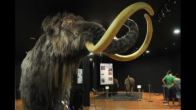Mengenal Mammoth, Gajah Purba yang Punah - Hot Liputan6.com
