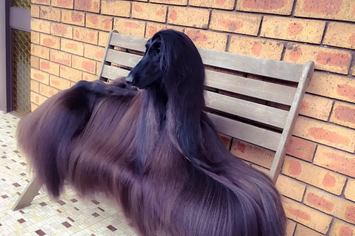 [Bintang] Anjing Afghan Hound