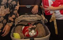 Anggota DPRD Jakarta Menang Lelang Baju ‘Bobby The Cat’ Milik Presiden Prabowo, Harganya Fantastis!
