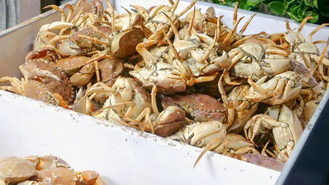 Perhatikan Kondisi Kulit, Cangkang, atau Sisiknya