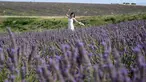 Seorang wisatawan saat berpose di ladang lavender dekat Valensole, Prancis tenggara, pada 21 Juli 2023. (Nicolas TUCAT / AFP)