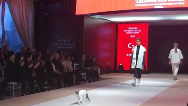 kucing jalan di catwalk (foto: esmoddubai)