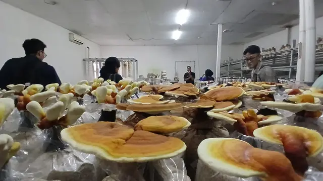 Restoran Jejamuran Yogyakarta