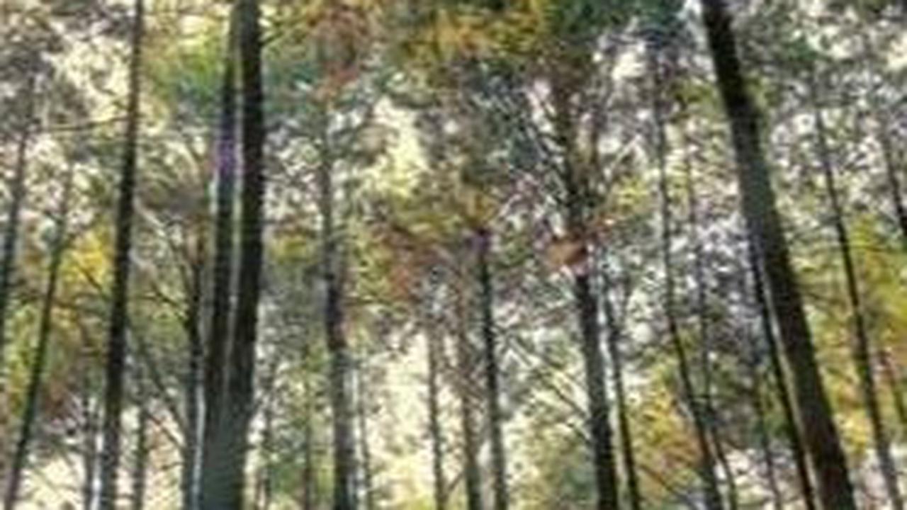 <b>Taman Wisata Alam Gunung Pancar </b>