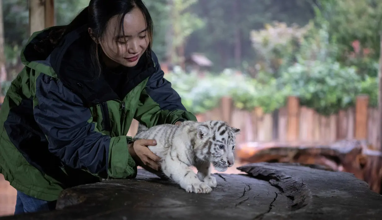 Petugas menggendong bayi harimau benggala putih saat diperkenalkan ke publik di Yunnan Wildlife Zoo, China, 12 Oktober 2018. Tiga bulan lalu, harimau benggala putih di Yunnan Wildlife Zoo melahirkan tiga anak kembar lucu bermata biru. (FRED DUFOUR / AFP)