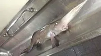 Ikan Aneh Berhidung Panjang Ditemukan di Kanada