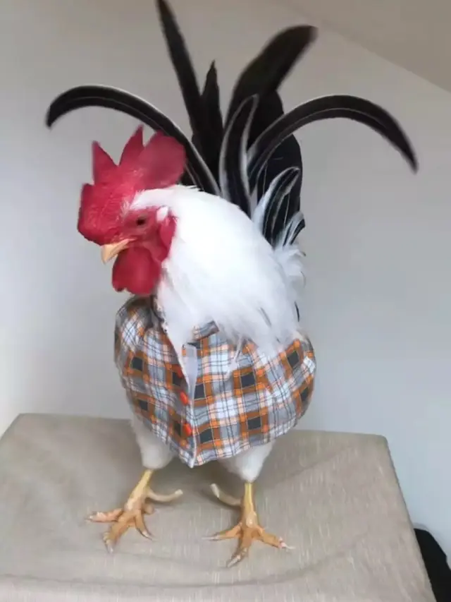 7 Potret Kocak Orang Pelihara Ayam, Ada yang Pakai Popok