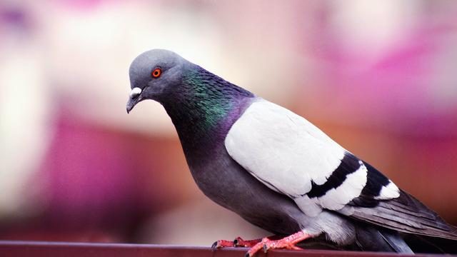 Arti Mimpi Burung Merpati yang Bermakna Kegembiraan