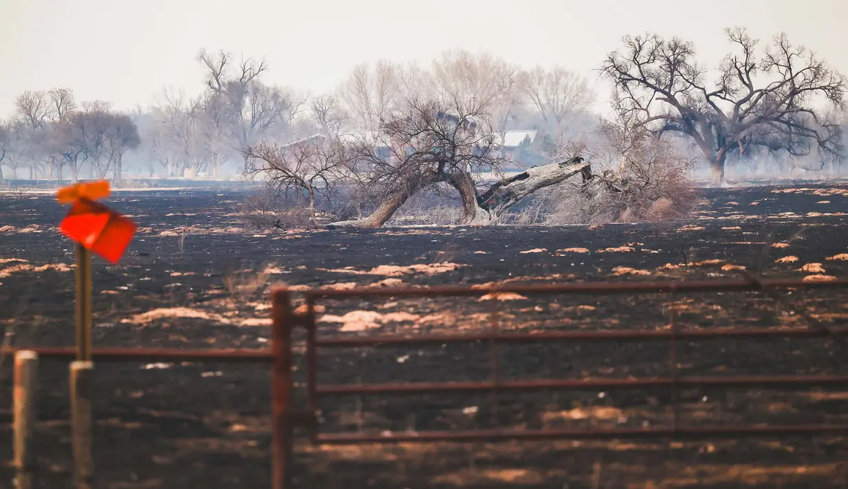 Sebuah pohon tumbang berada di padang rumput yang terbakar akibat kebakaran Smokehouse Creek, Rabu, 28 Februari 2024, di Canadian, Texas. (AP Photo/David Erickson)