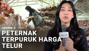 Harga Telur Terpuruk, Peternak Ayam di Ujung Tanduk