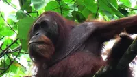 Kuta, orangutan Sumatera (Pongo abelii), dilepasliarkan ke habitat asli di kawasan Taman Nasional Gunung Leuser (TNGL), Sumut. (Liputan6.com/Reza Efendi)