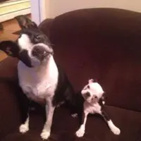 [Bintang] 8 Bukti dari Anjing Kalau Buah Jatuh Tidak Jauh dari Pohonnya