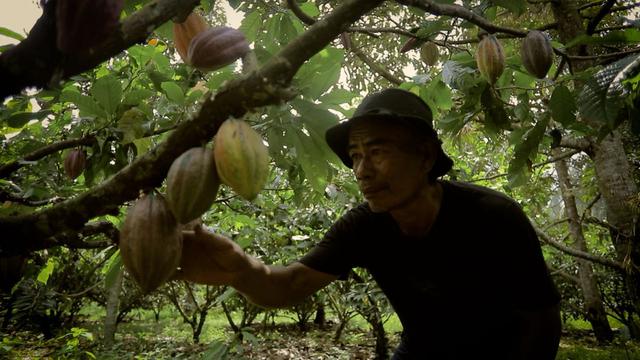 Komoditas Unggulan Desa Sausu Tambu