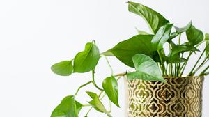 6 Penyebab Daun Sirih Gading Tetap Kecil Meski Rutin Disiram dan Solusi Perawatannya