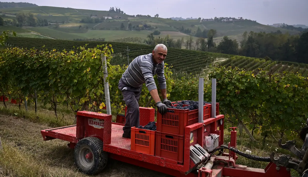 Seorang petani membawa anggur Nebbiolo yang digunakan untuk membuat wine Barolo selama panen di Laghe Country side dekat Turin, Italia (14/9/2019). Barolo harus berusia paling tidak 38 bulan setelah panen sebelum dilepaskan, dan setidaknya 18 bulan harus di dalam kayu. (AFP Photo/Marco Bertorello)