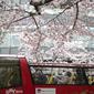 Orang-orang melihat bunga sakura yang bermekaran dari bus wisata terbuka di Tokyo, Kamis, 31 Maret 2022. Bunga sakura, atau "sakura", adalah bunga favorit Jepang dan biasanya mencapai puncaknya pada akhir Maret hingga awal April. (AP Photo/Eugene Hoshiko)