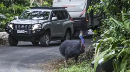 Dengan kaki seperti velociraptor dan leher berwarna biru neon yang mencolok, kasuari selatan menjadi sosok yang menakutkan di hutan hujan di timur laut Australia. (DAVID GRAY / AFP)