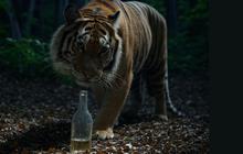 Sambil Berwisata saat Liburan, Kebun Binatang ini Terang-terangan Jual Air Kencing Harimau, Khasiatnya Buat Rematik