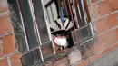Anggota kelompok etnis Pataxo Hahahae melihat dari jendela di Vila Vitoria favela, Belo Horizonte, Brasil (8/7/2020). Pada tahun 2019 pecahnya bendungan lumpur milik perusahaan pertambangan Vale mengirim berton-ton limbah beracun ke Sungai Paraopeba tempat mereka bergantung. (AFP/Douglas Magno)