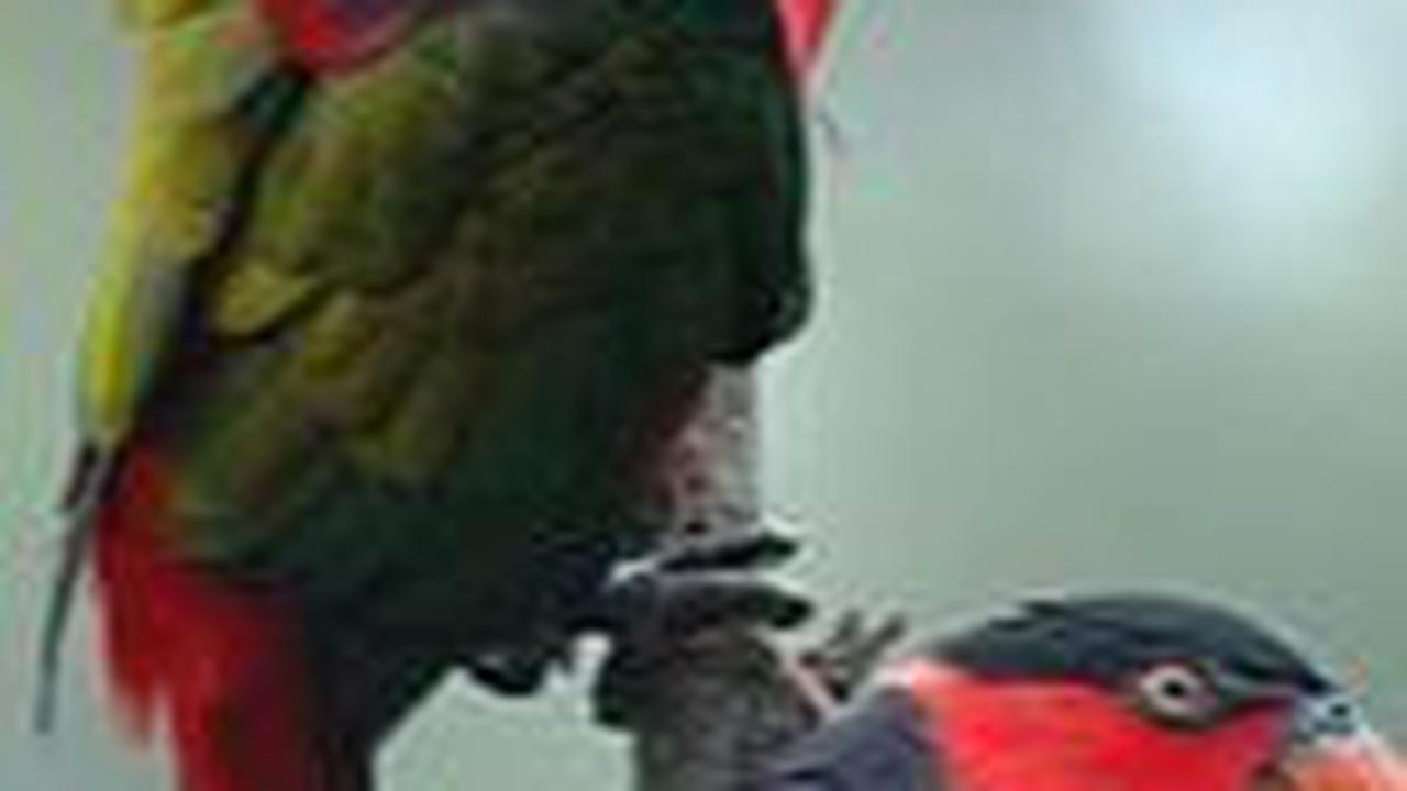 Koordinator PPH BKSDA Jateng Joko Sulistianto mengatakan bahwa bila diamati dari klasifikasi jenisnya, masing-masing burung langka yang berhasil disita petugas memiliki nilai jual yang fantastis.