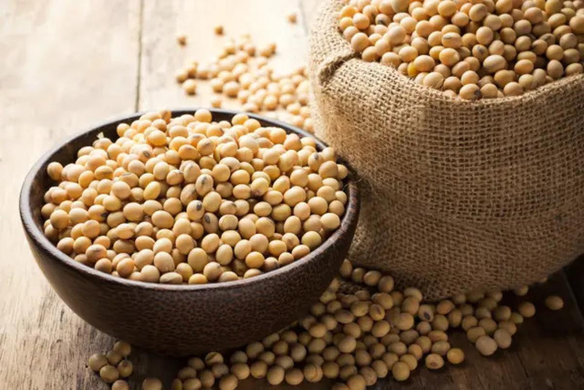 Makanan Penurun Kolesterol Mudah Dibuat Di Rumah, Kacang Kedelai dan Jahe