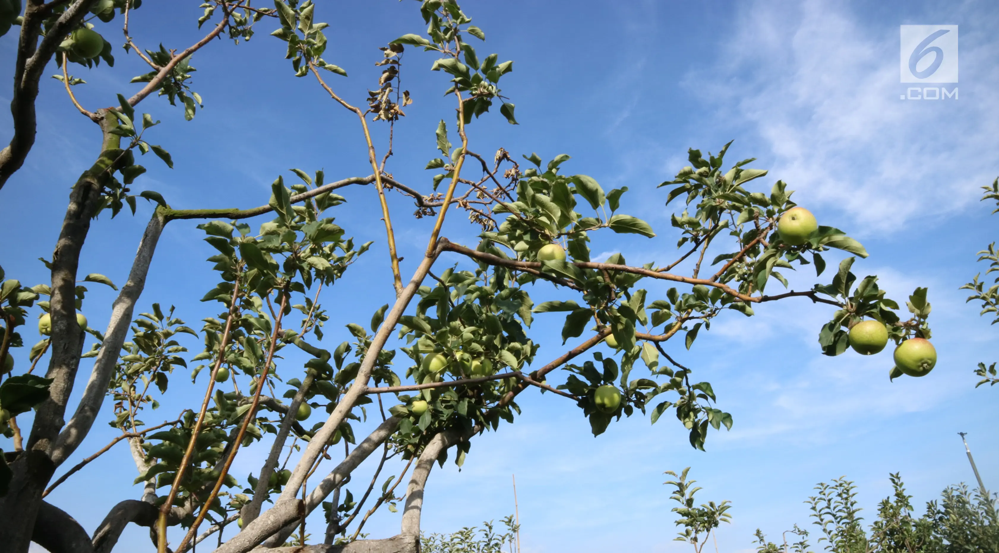 Memetik Apel Malang dari Kebunnya Langsung Bersama Jelajah Gizi Malang 2017