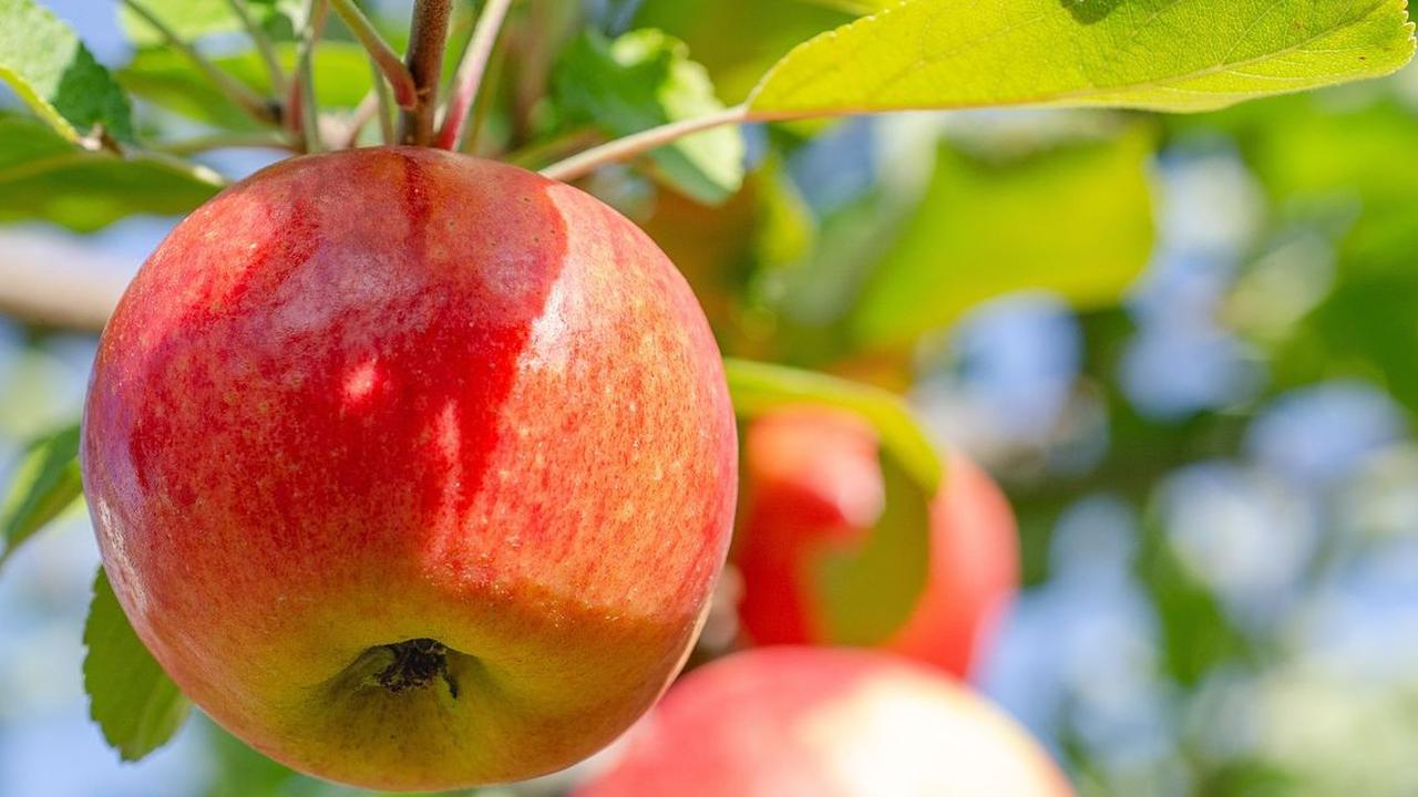 Buah untuk Penyakit Jantung