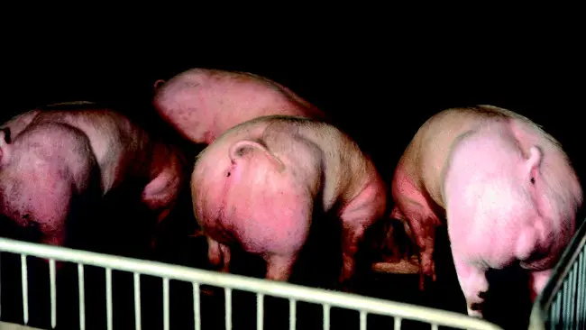 Pada 2015 tim peneliti Korea Selatan menciptakan babi-babi berotot hanya dengan pengubahan tunggal pada gen yang mengatur produksi otot-otot. (Sumber Royal Society of Chemistry)