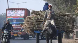 Petani membawa tebu dengan kerbau untuk dijual di pabrik gula di Modinagar di Ghaziabad, New Delhi, (31/1). Pemerintah India akan fokus pada sektor pertanian dalam anggaran tahunannya yang dirilis pada 1 Februari. (AFP Photo/Prakash Singh)