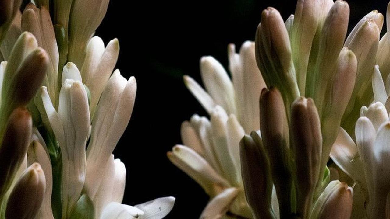 Petani Bunga Malam Untung Rp12,9 Juta Lewat Program Ini