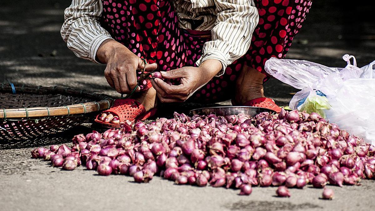 7 Ide Kebun Bawang Merah Ukuran 2x2 di Halaman Belakang Rumah, Pemula Bisa Praktikkan