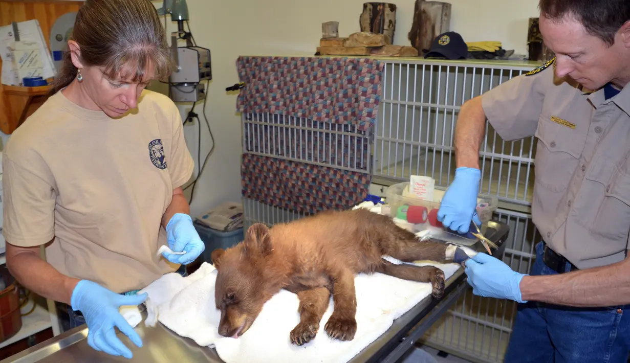 Petugas medis membuka perban pada bayi beruang betina di atas meja di Del Norte, Colorado, Amerika Serikat, Rabu (27/6). Beruang itu kini dirawat di fasilitas Colorado Parks and Wildlife di Del Norte. (Joe Lewandowski/ Colorado Parks and Wildlife via AP)