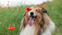 10 Cute Long-Haired Dog Breeds That You'll Want to Cuddle
