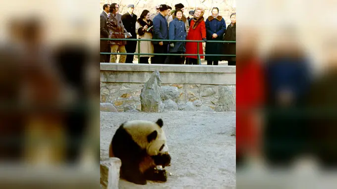 Ibu Negara Pat Nixon (mengenakan jaket merah) untuk pertama kali melihat panda di China tahun 1972 (Wikipedia/Public Domain)