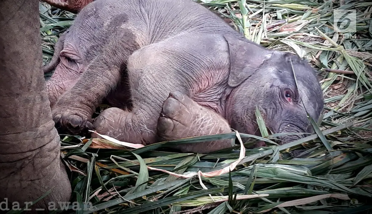 Anak Gajah Sumatera (elephas maximus sumatranus) yang lahir secara alami beristirahat di Barumun, Sumatera Utara. Anak gajah ini berasal dari indukan betina Poppy dan indukan jantan Dwiky. (Liputan6.com/HO/Humas KLHK)