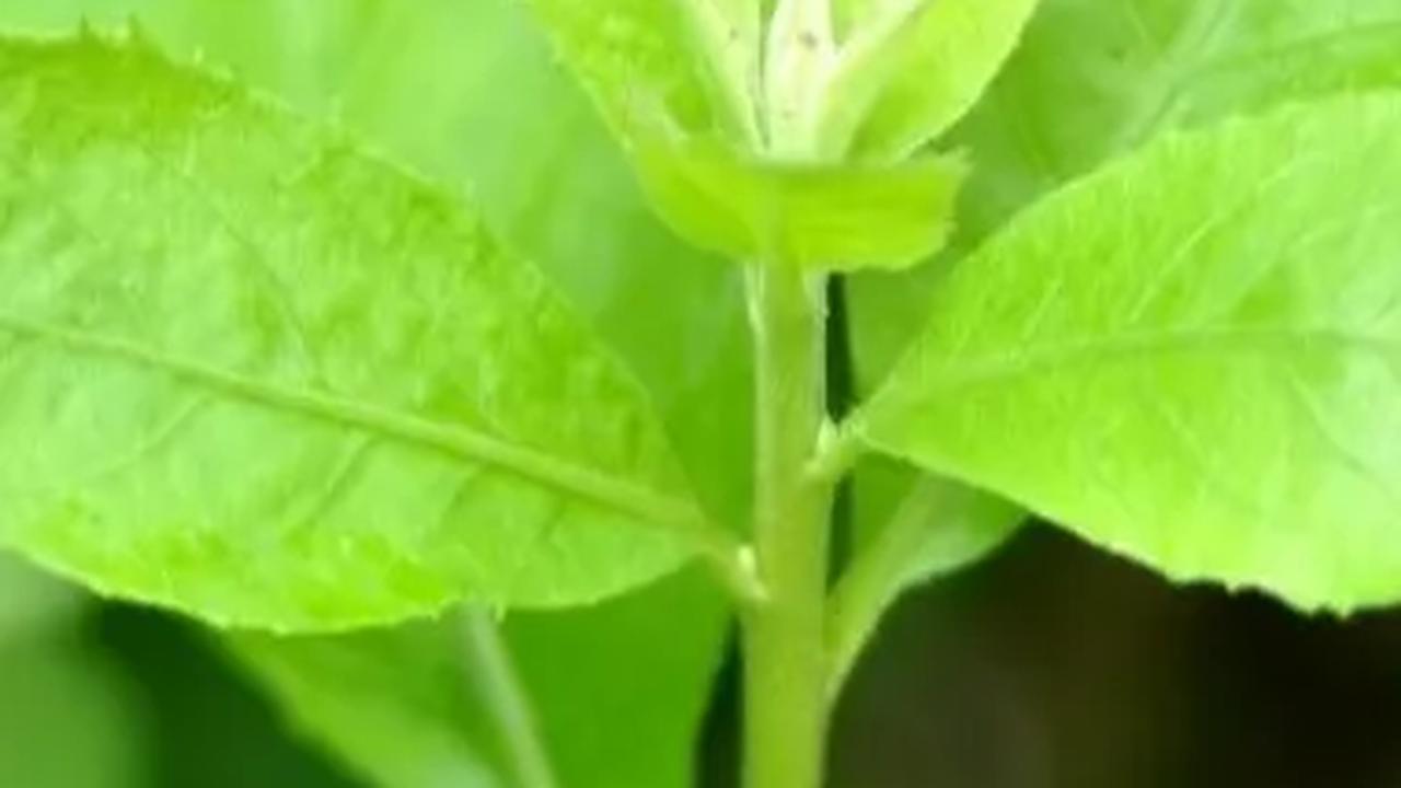 Rutin Konsumsi Daun Beluntas Bikin Miss V Bersih Dan Cegah Penuaan Dini