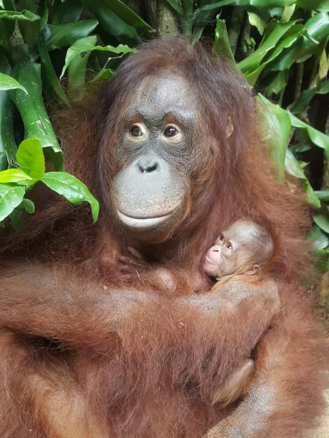 Lucunya Bayi Orangutan Fitri Yang Lahir Di Taman Safari Bogor Saat Idul Fitri Lifestyle Liputan6 Com