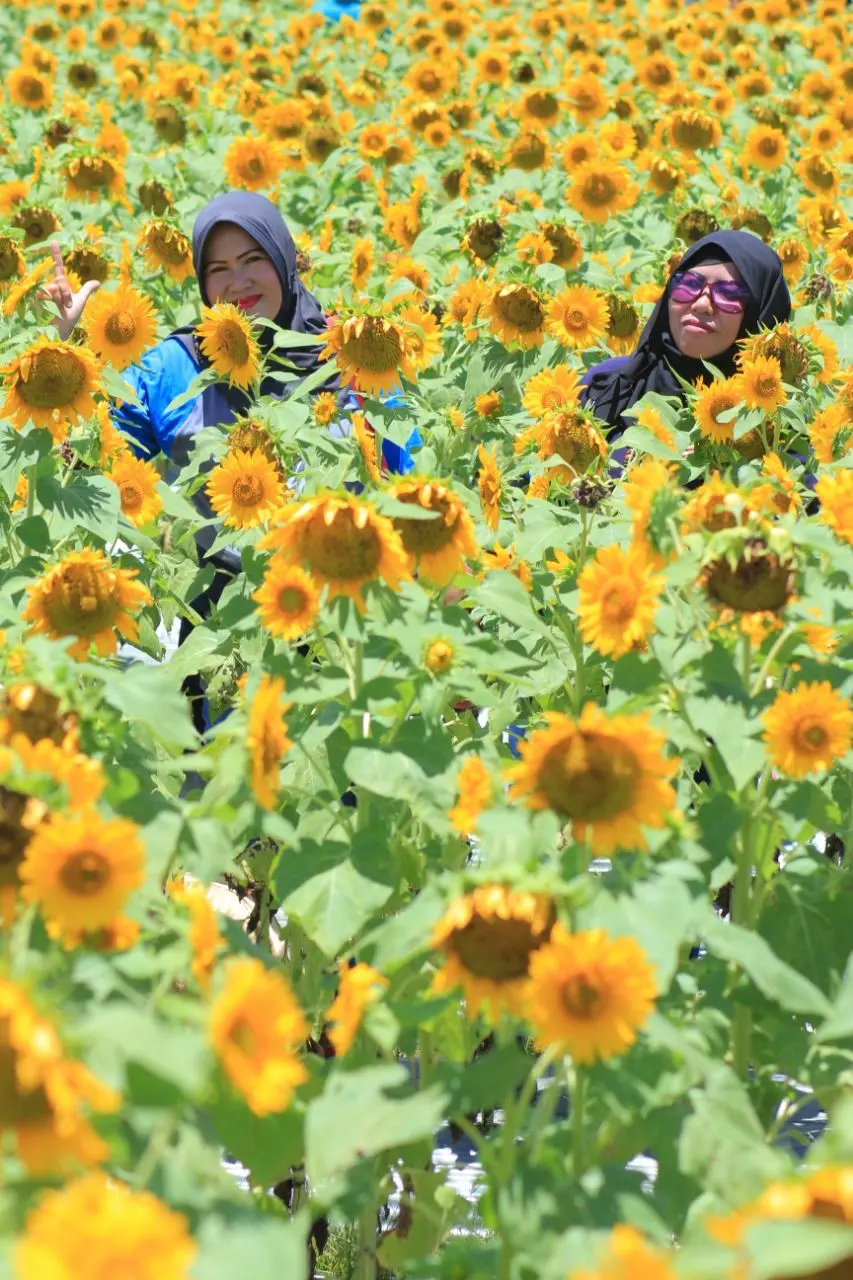 Warna kuning bunga matahari memancarkan semangat dan kewibawaan seperti terlihat pada dua pengunjung yang sedang reunian ini. (foto : Liputan6.com / edhie prayitno ige)