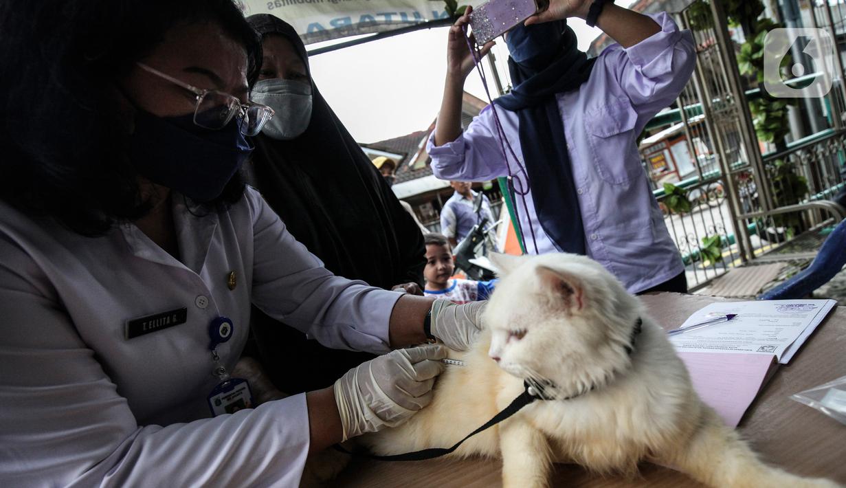 Dokter hewan dari Dinas Ketahanan Pangan dan Pertanian menyuntikkan vaksin rabies pada seekor kucing di Jakarta, Rabu (27/10/2021). Vaksin rabies untuk hewan peliharaan warga ini merupakan program Pemda untuk menjadikan kota Jakarta menjadi ramah hewan atau tanpa rabies. (Liputan6.com/JohanTallo)
