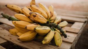 7 Jenis Pisang Cepat Panen dengan Hasil Melimpah, Begini Penanganannya Agar Waktu Berbuah Tidak Meleset
