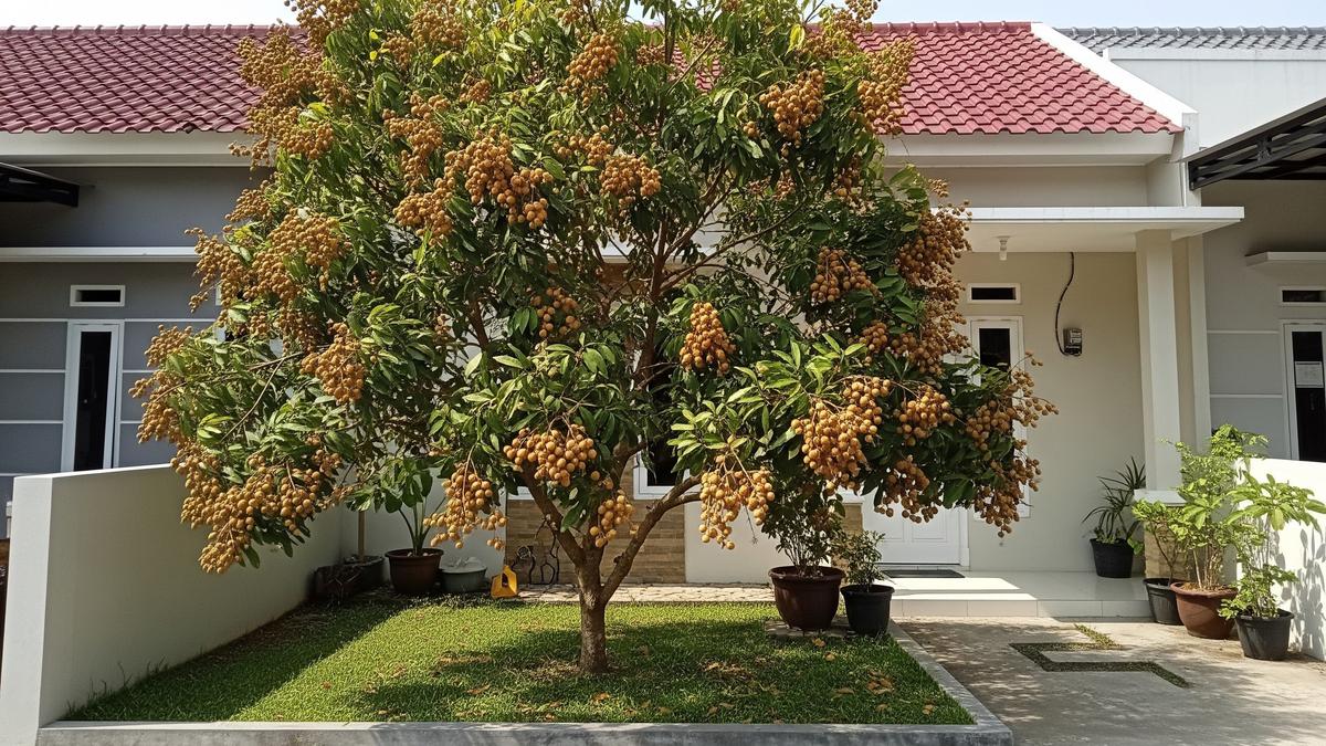 Teknik Pemupukan Pohon Kelengkeng Supaya Cepat Berbuah Lebat Sepanjang Musim