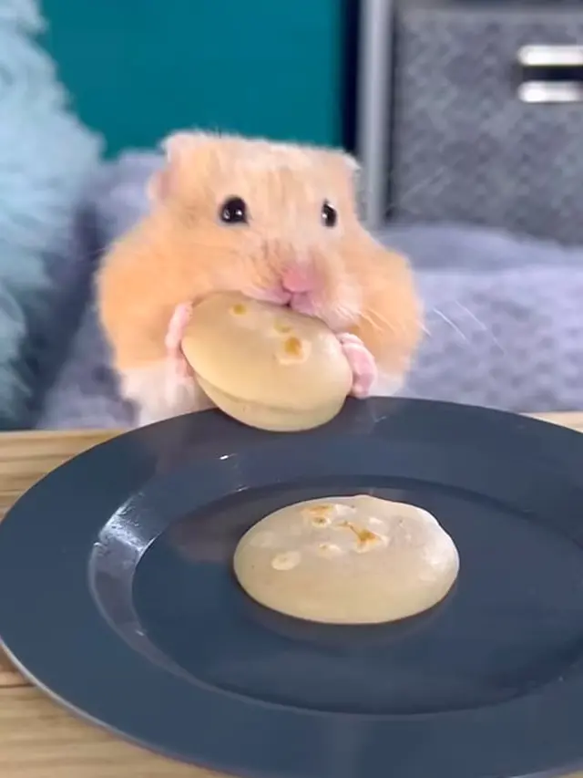 Pria Skotlandia Sajikan Makanan Rumahan untuk Hamster Peliharaannya