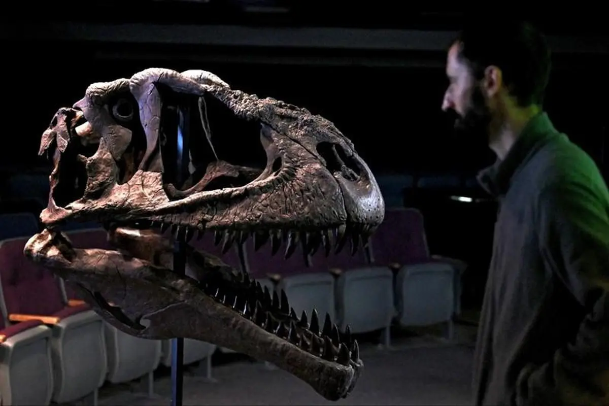 Fosil dinosaurus Meraxez Gigas, yang berkepala besar menyerupai makhluk mitos di Eropa, Gargoyle, ditemukan di Argentina. (Luis Robayo/AFP)