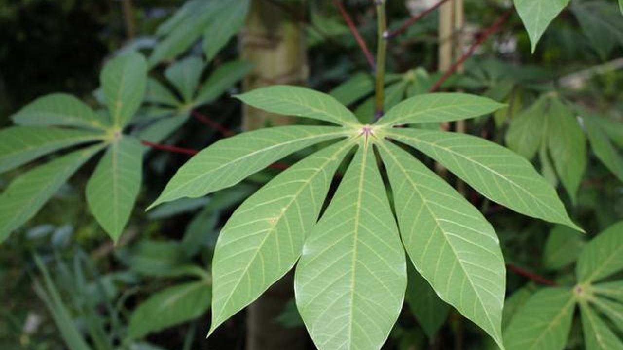 Ilustrasi Daun Singkong