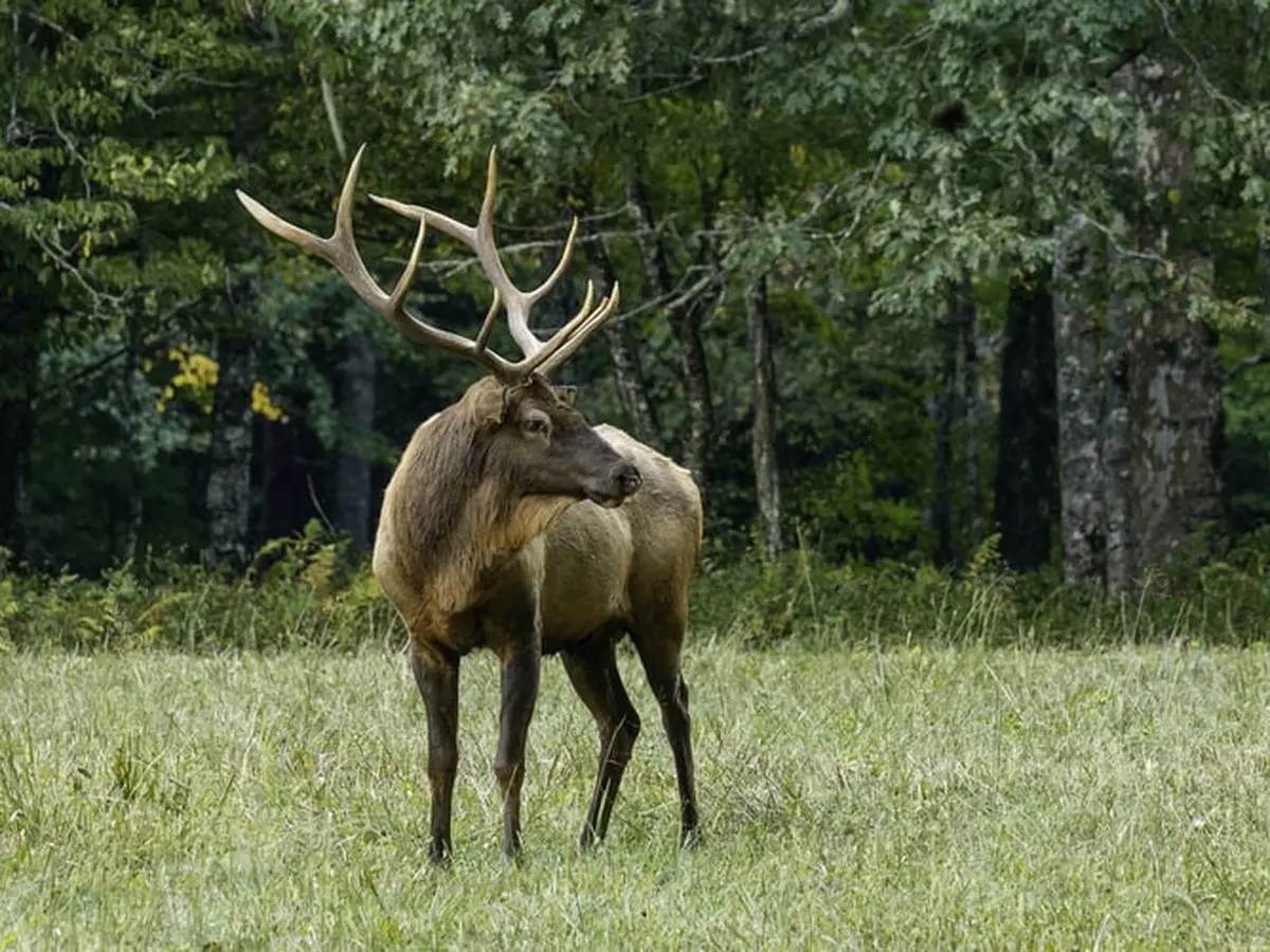 Arti Mimpi Menangkap Rusa Menurut Primbon Jawa - Ragam Bola.com