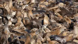 Ratusan singa laut telah mengambil alih pantai ini sehingga mendorong pejabat setempat untuk menutup area tersebut bagi pengunjung. (Benjamin Fanjoy/Getty Images/AFP)