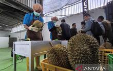 Untung 3 Kali Lipat! Indonesia Genjot Ekspor Durian Langsung ke China, Lewati Thailand dan Malaysia