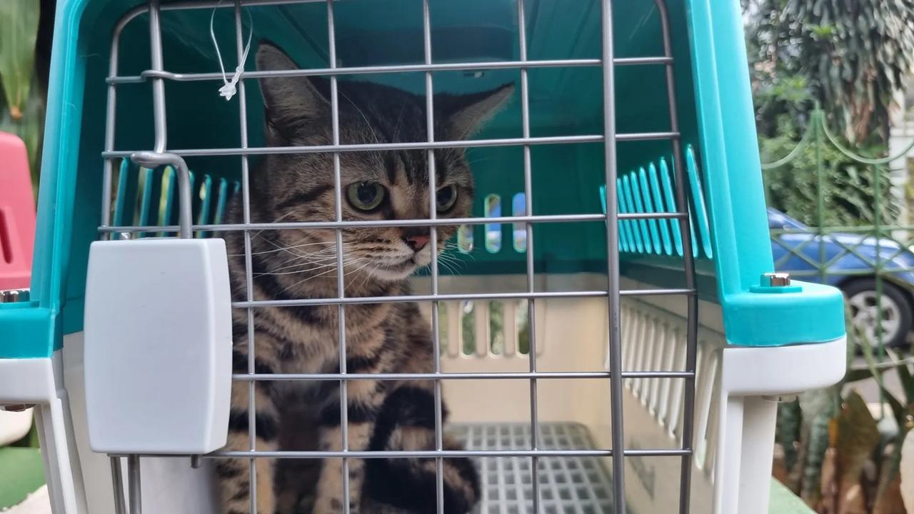 Potret Kucing-Kucing Uya Kuya yang Sudah Dikembalikan Oleh Sherina