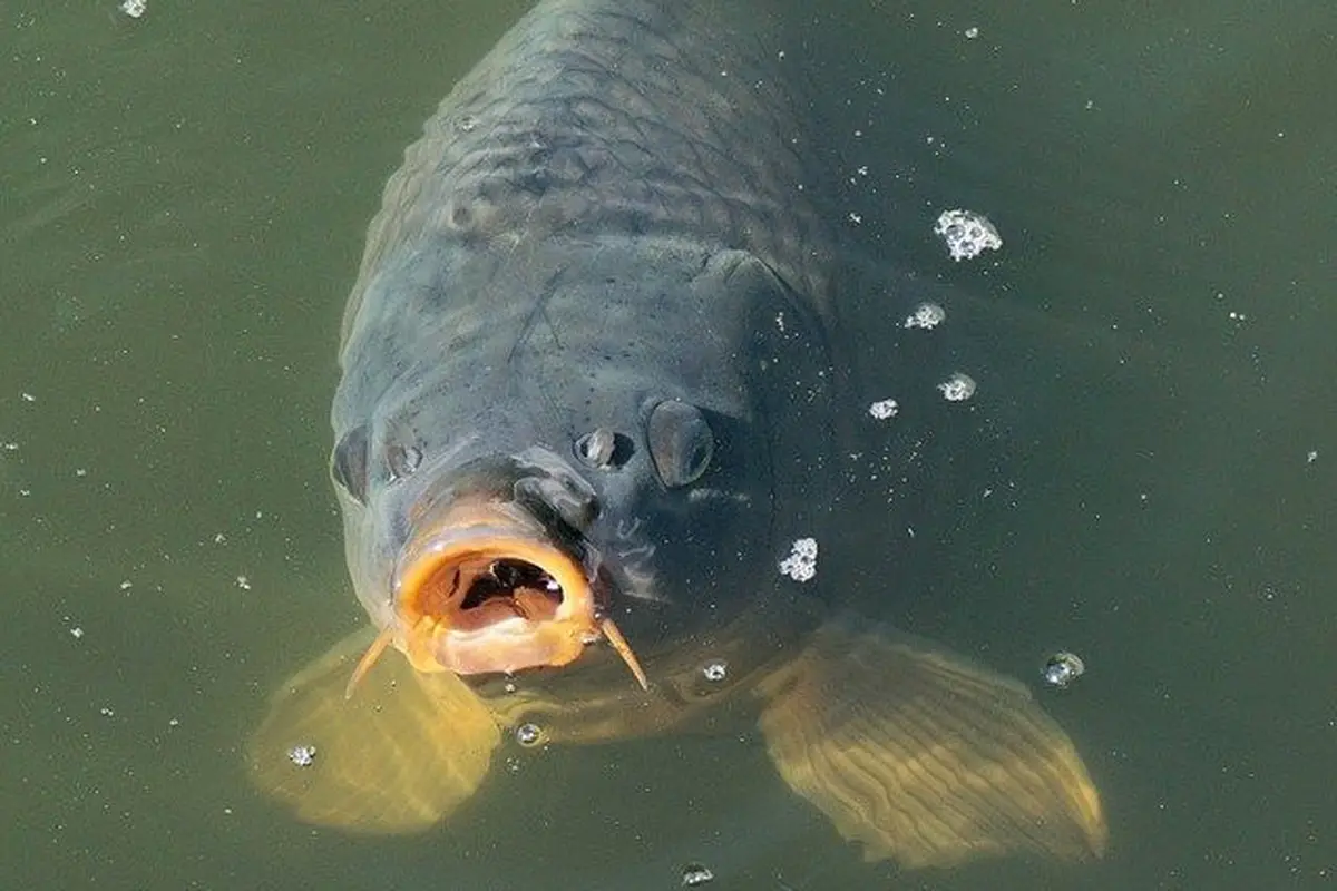 Ikan Gurame (Image by Andreas Lischka from Pixabay)