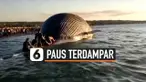 PAUS RAKSASA